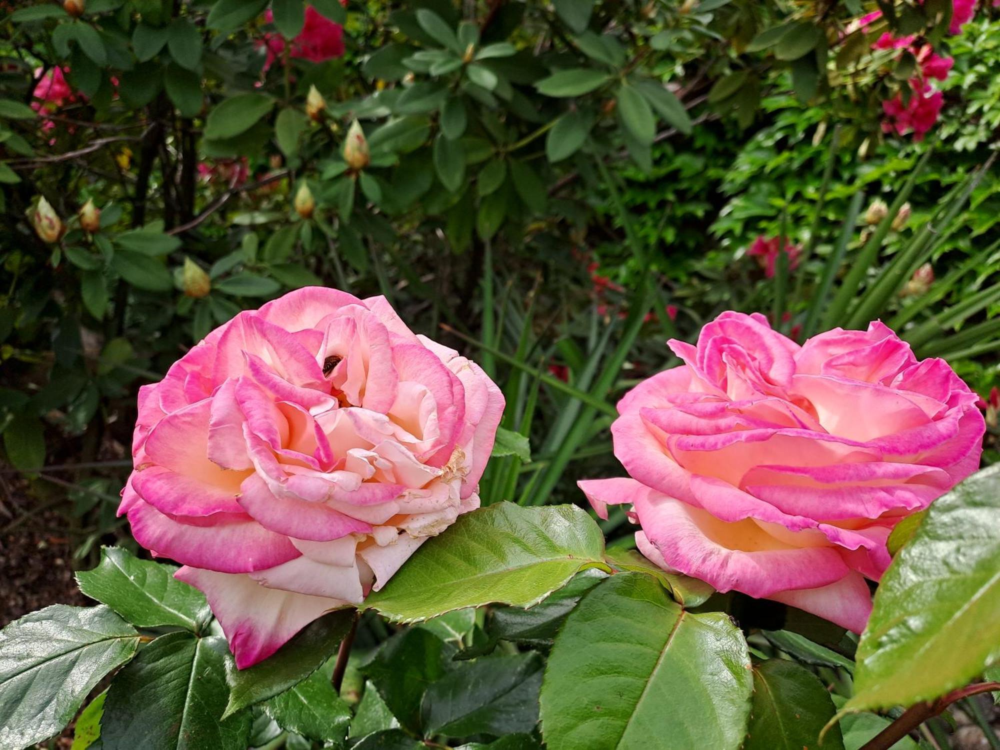 Gite 5 "Le Laurus" Aux Magnolias Aubenas Luaran gambar