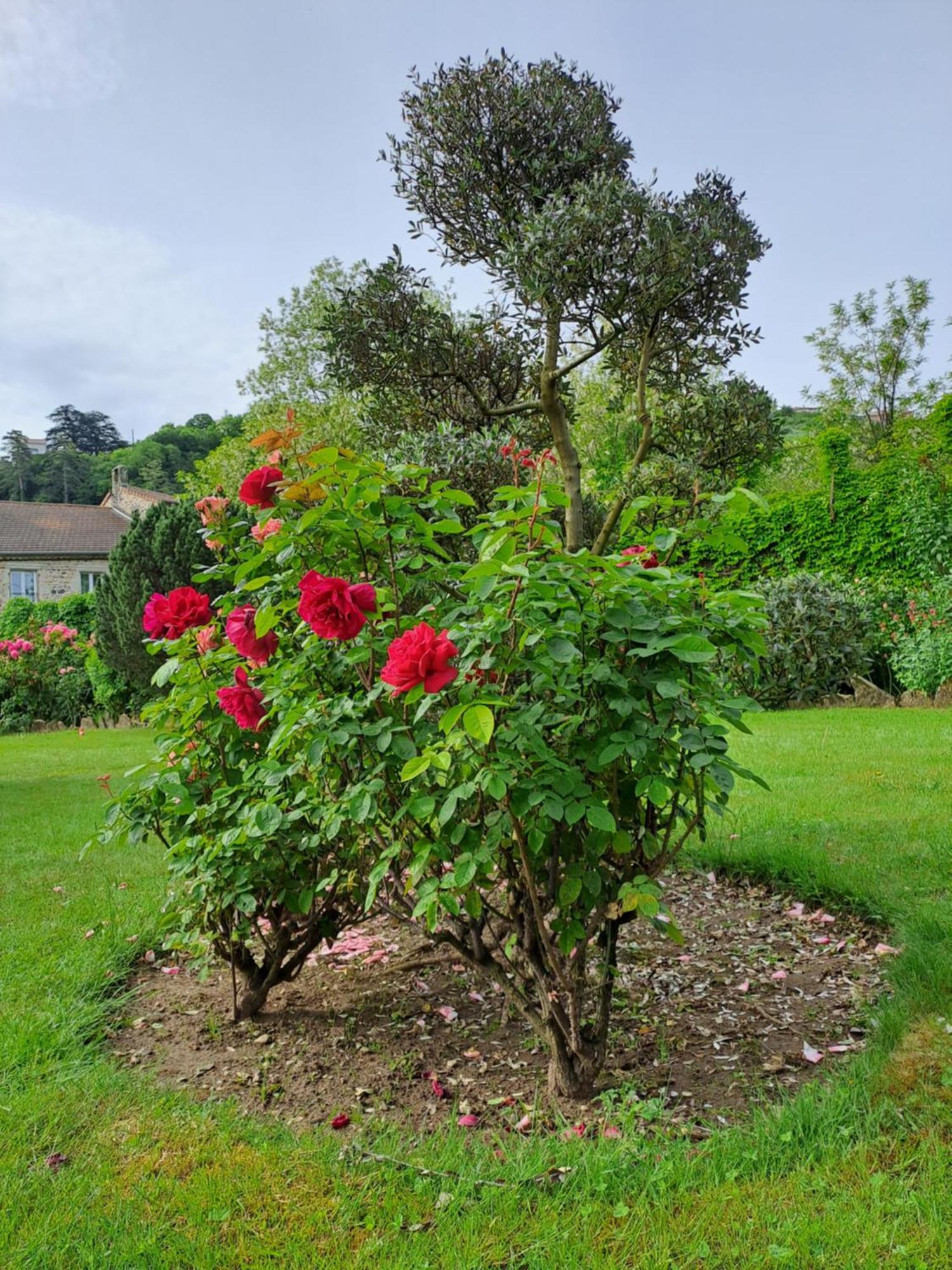 Gite 5 "Le Laurus" Aux Magnolias Aubenas Luaran gambar